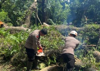 Brimob Jabar Siaga Bencana Evakuasi Pohon Tumbang di Area Wisata Religi SGD